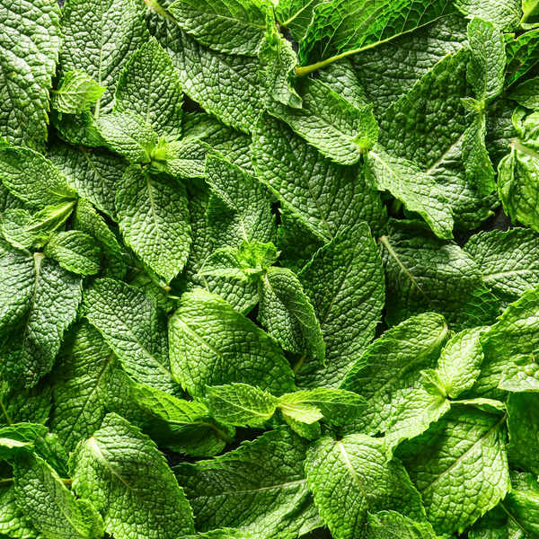 Mentol Natural