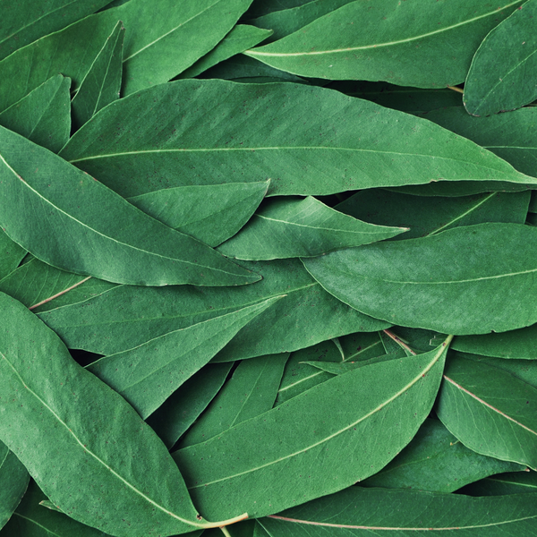 Aceite de eucalipto